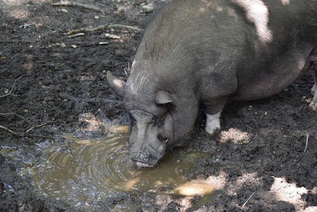 杜兰特被交 杜兰特被交